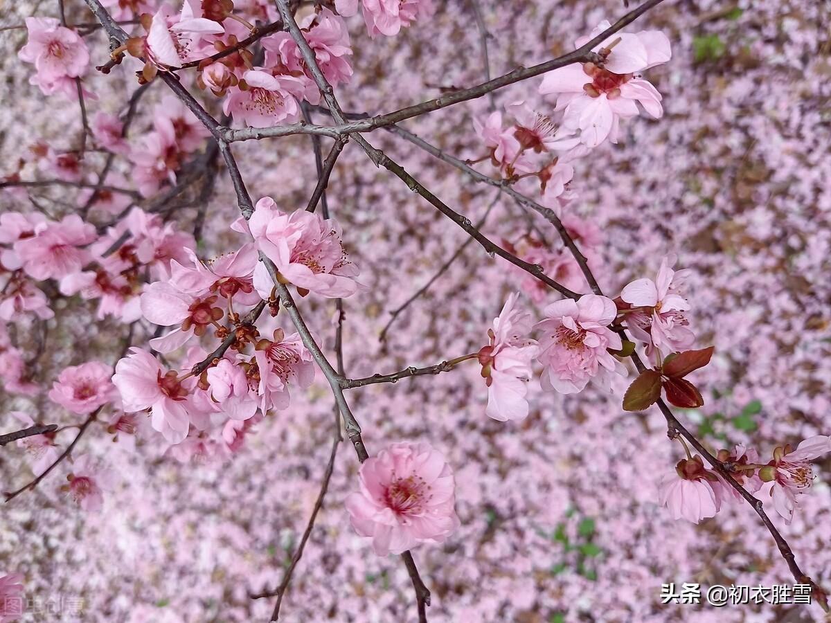 落花美诗五首赏析（桃花自落非关雨，梅子半黄知是春）