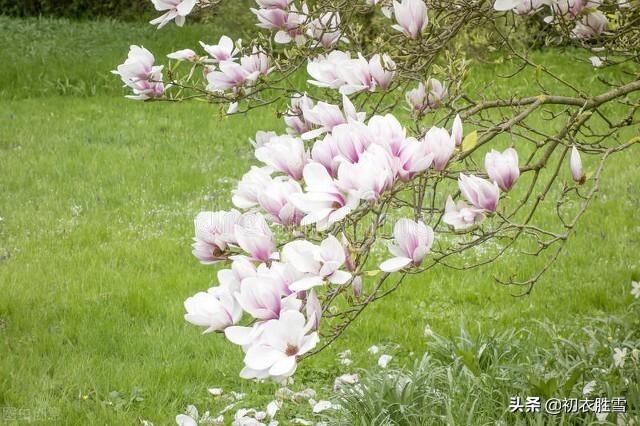 落花美诗五首赏析（桃花自落非关雨，梅子半黄知是春）