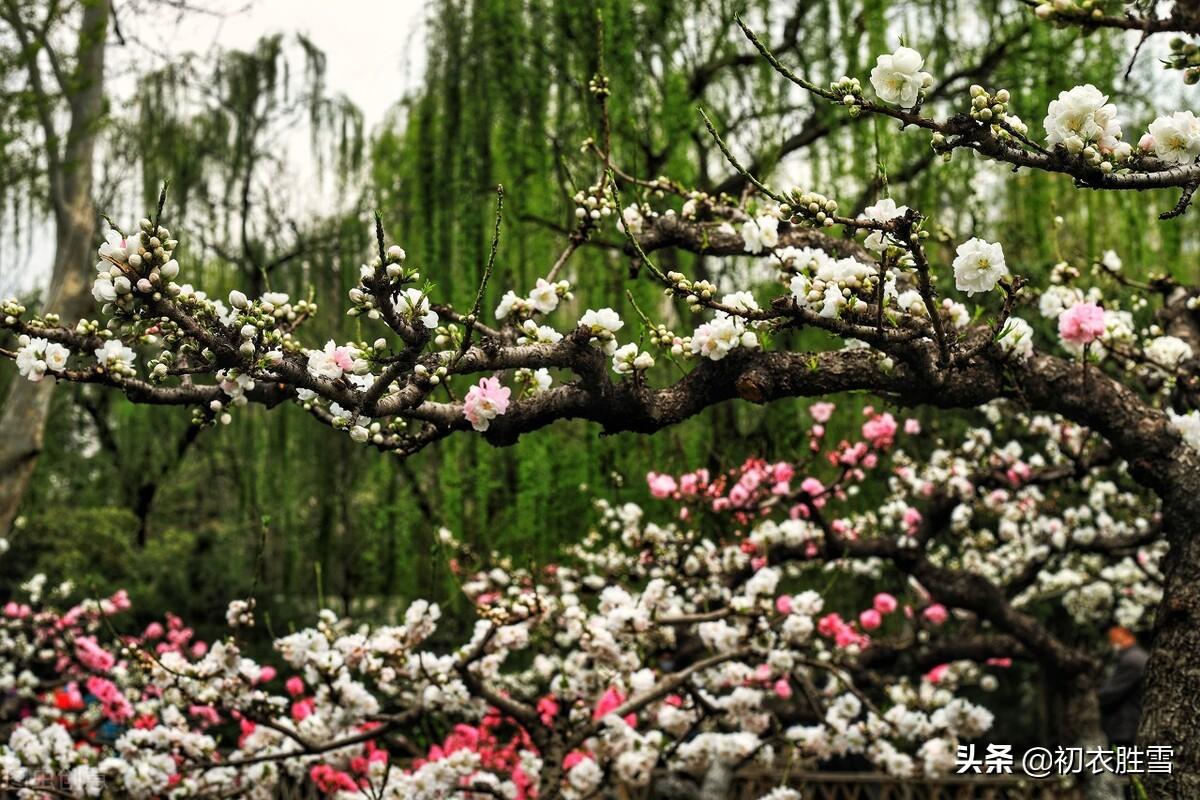 春分节气春雨诗词四首（轻风细雨，惜花天气）