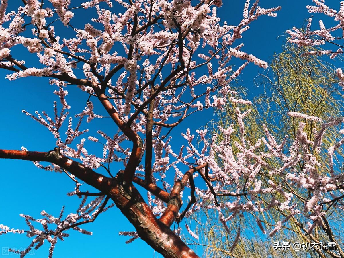 仲春古诗词有哪些（​仲春春半美诗五首）