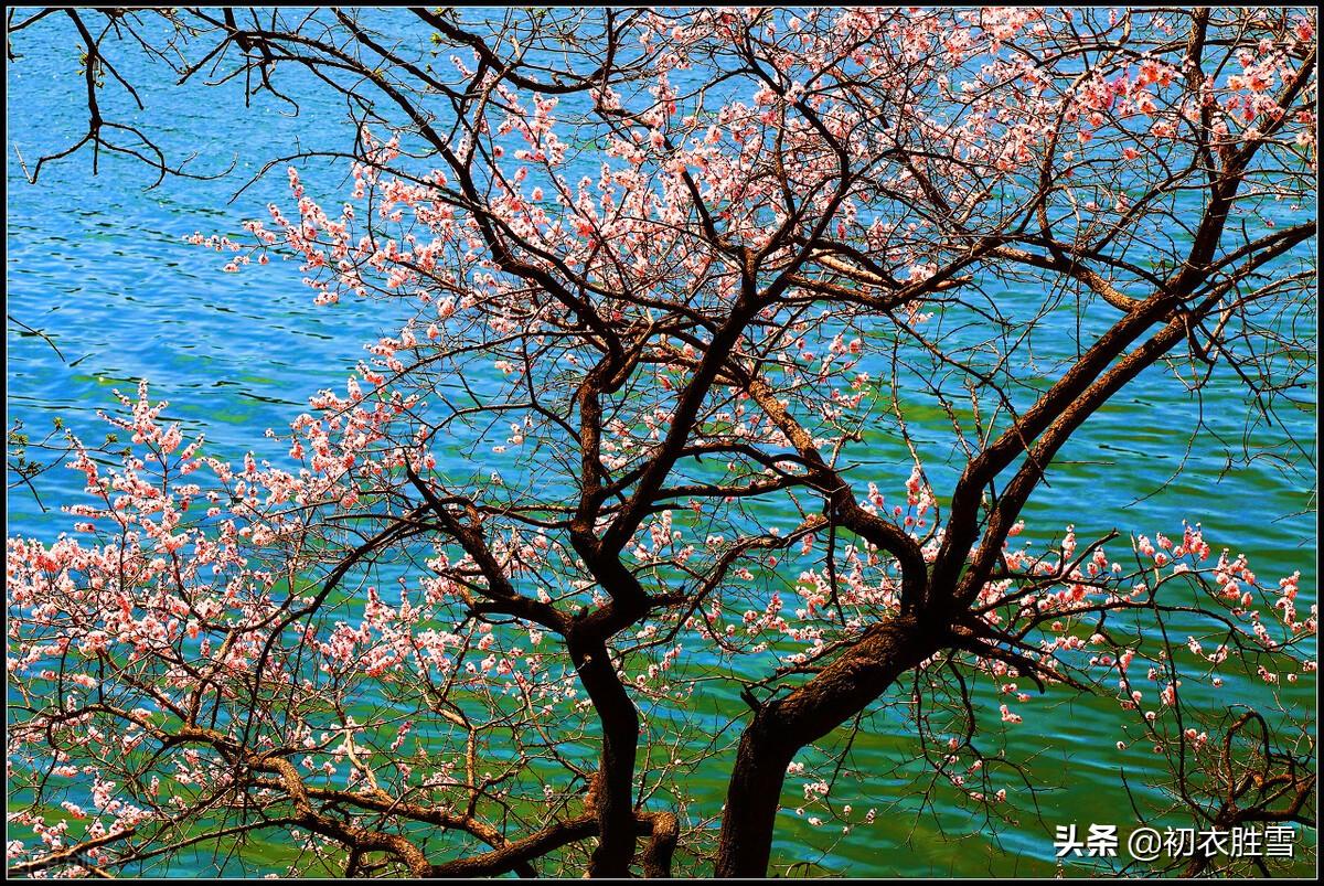 赞美桃花的诗句千古名句（韦庄桃花诗词三首）