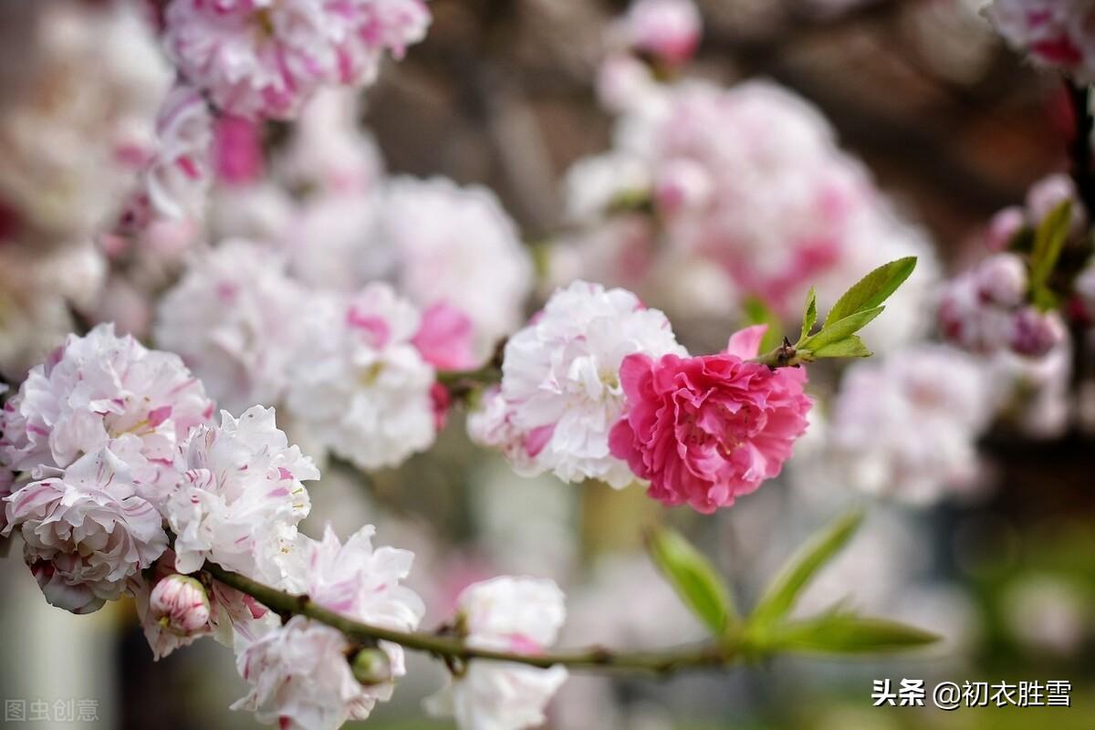 仲春碧桃花古诗六首（山行二月春，花发碧桃新）