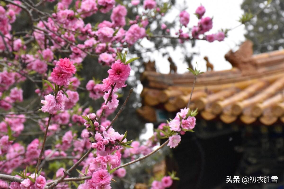 仲春碧桃花古诗六首（山行二月春，花发碧桃新）