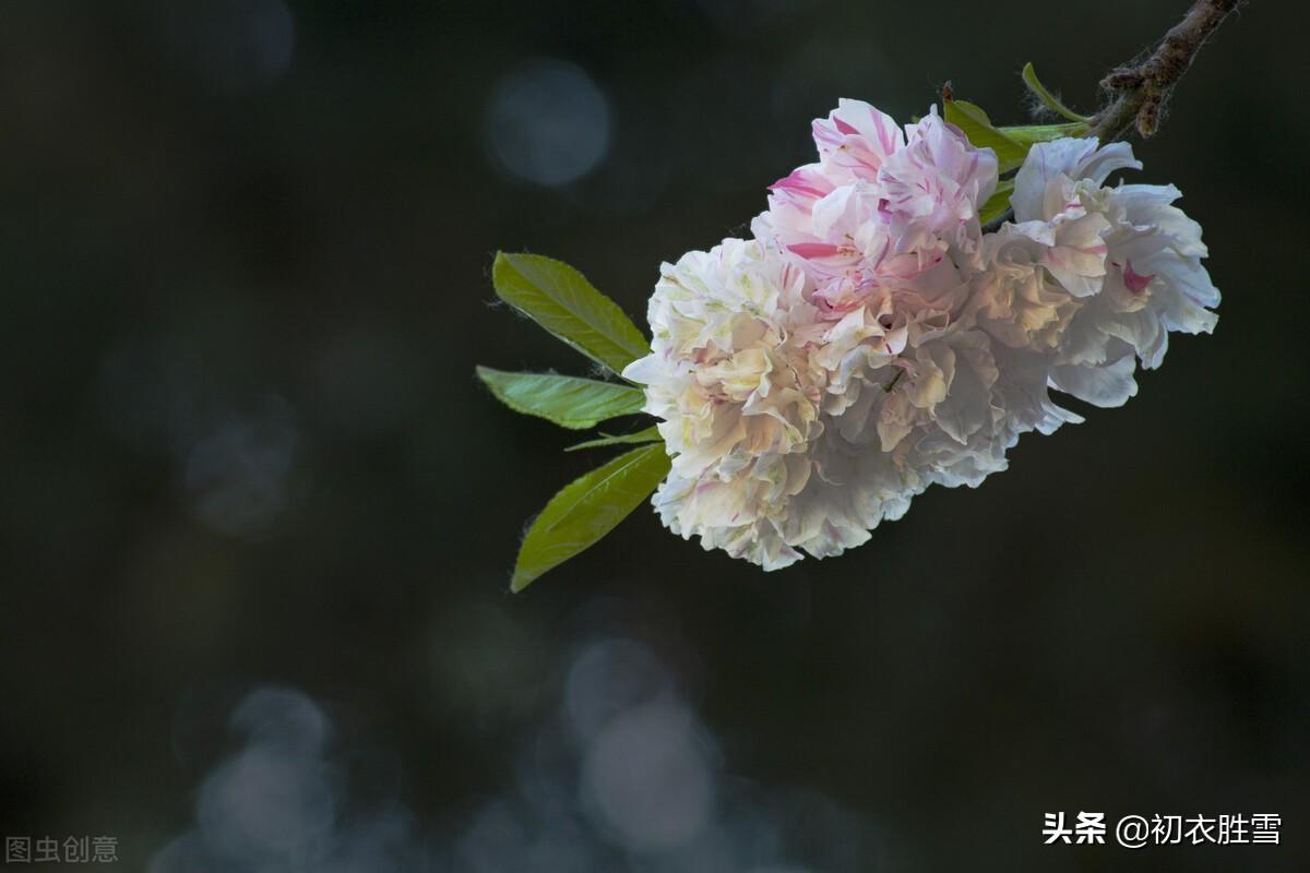 仲春碧桃花古诗六首（山行二月春，花发碧桃新）