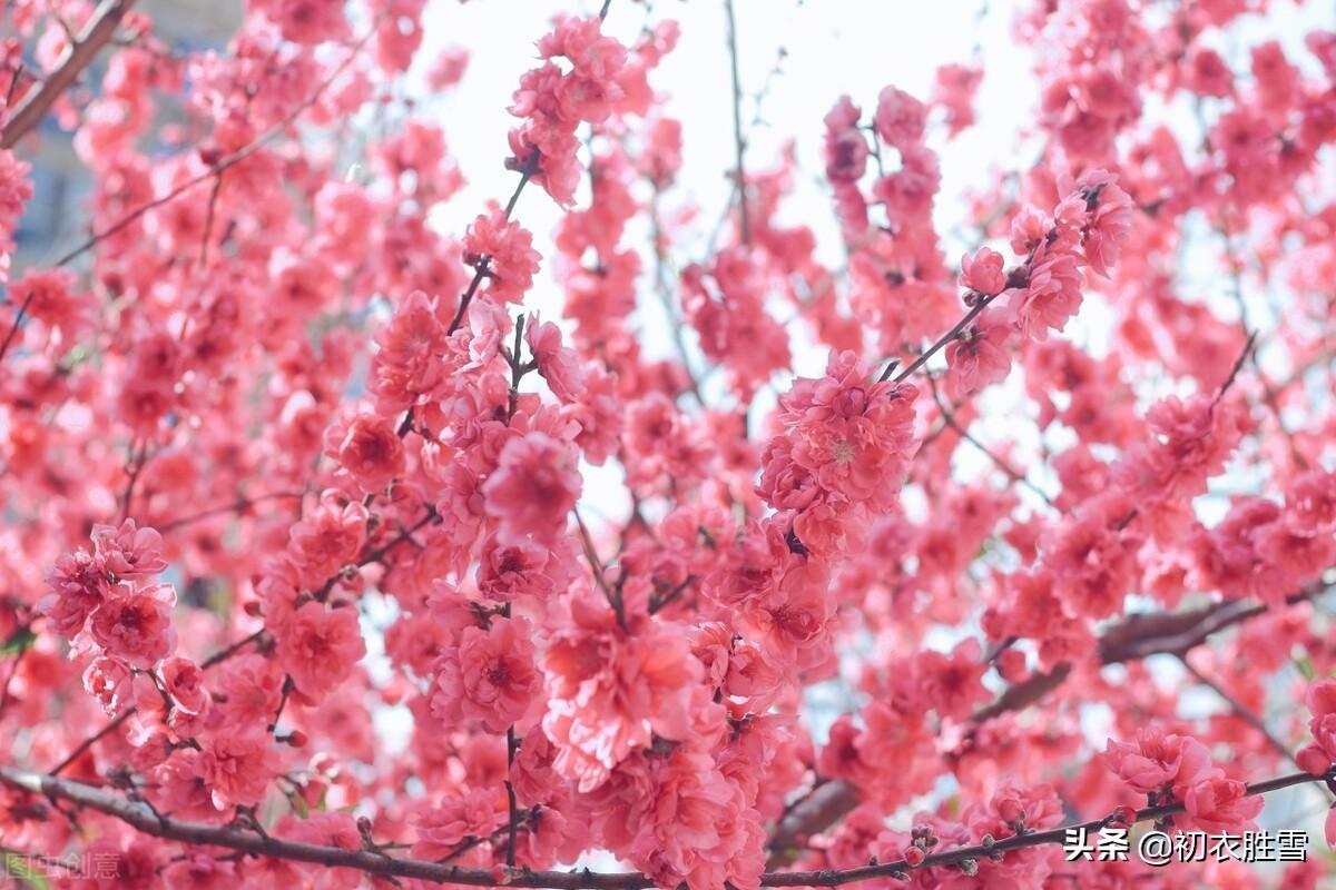 仲春碧桃花古诗六首（山行二月春，花发碧桃新）