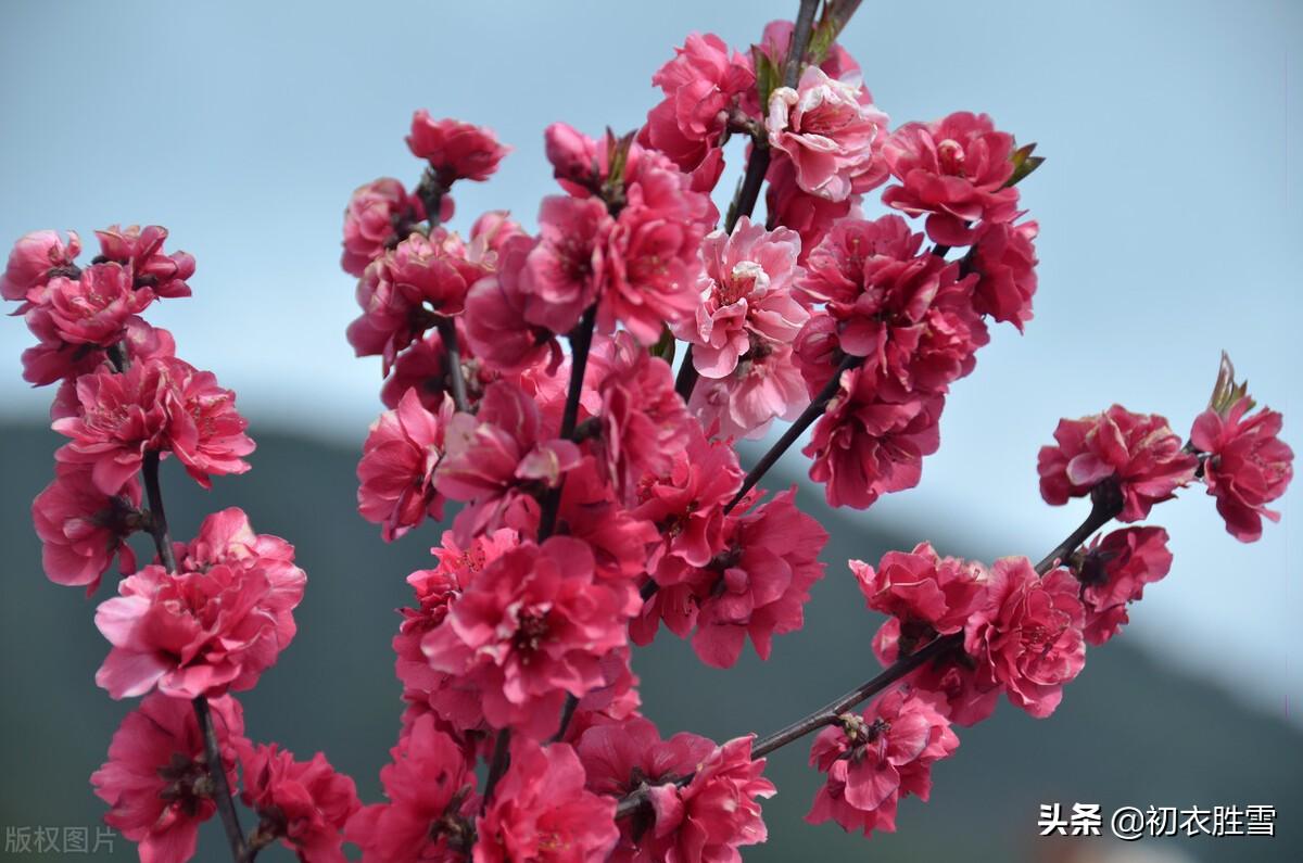 仲春碧桃花古诗六首（山行二月春，花发碧桃新）