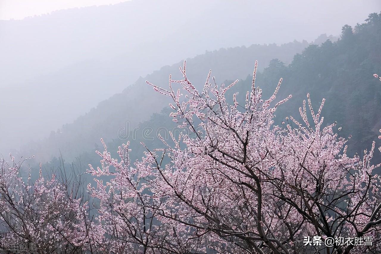 仲春春雨桃花诗词五首（二月桃花春雨里，夹岸桃花蘸水开）