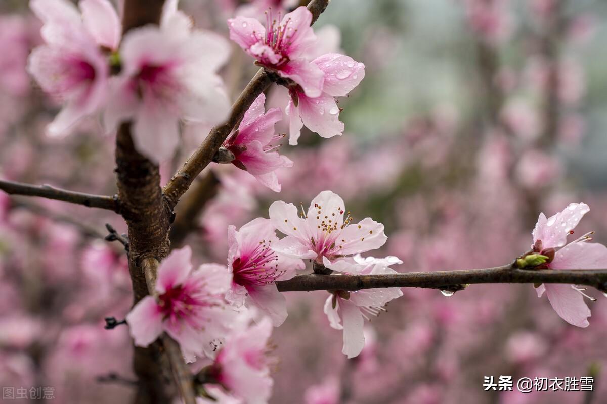 仲春春雨桃花诗词五首（二月桃花春雨里，夹岸桃花蘸水开）