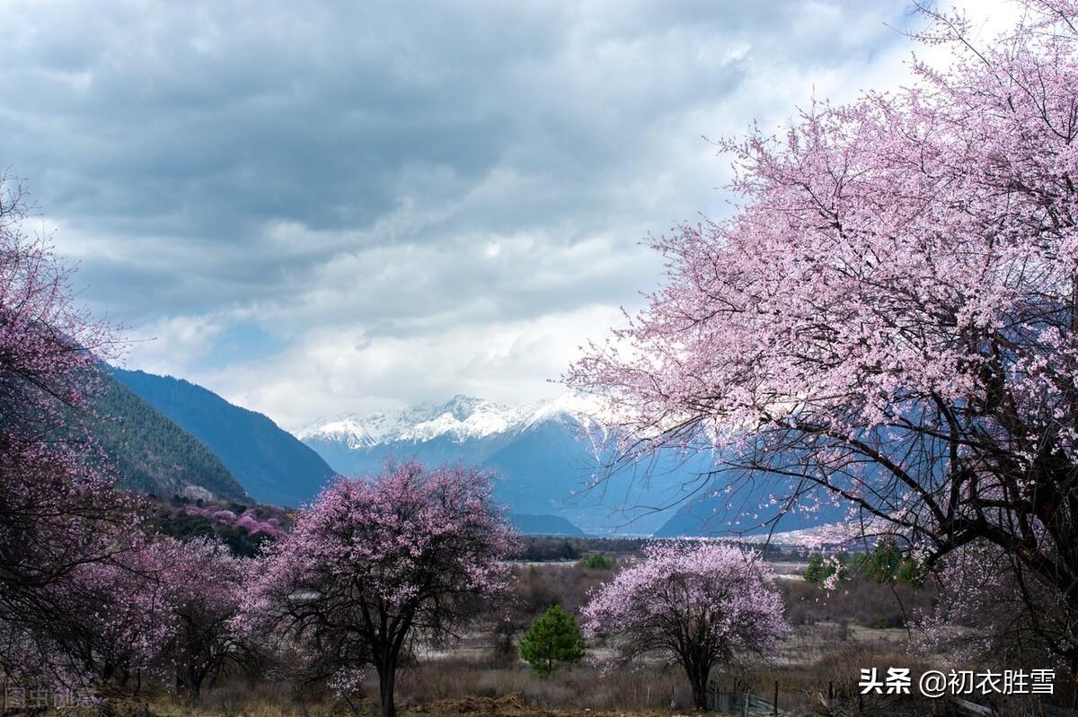 仲春春雨桃花诗词五首（二月桃花春雨里，夹岸桃花蘸水开）