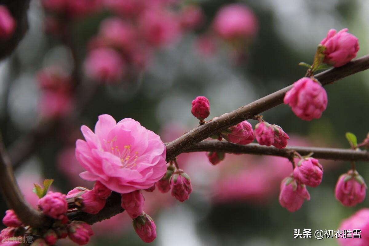 桃花诗词古句大全（仲春桃花古诗七首）