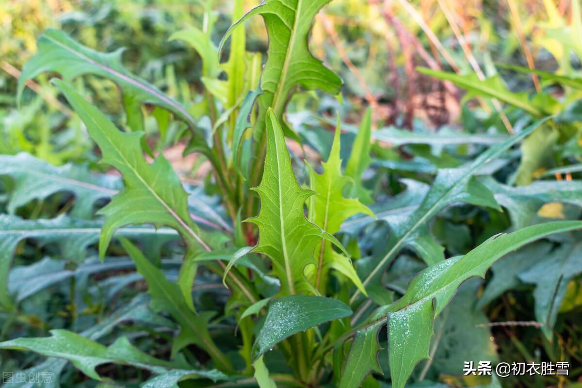 挑菜诗词古句有哪些（仲春二月二挑菜古诗七首）