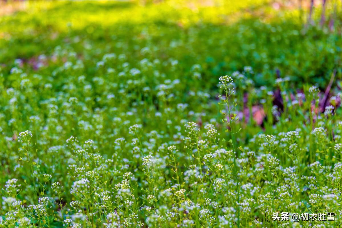 挑菜诗词古句有哪些（仲春二月二挑菜古诗七首）