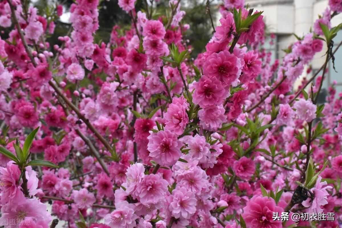 仲春二月诗词六首（二月春晖晖，二月草菲菲）