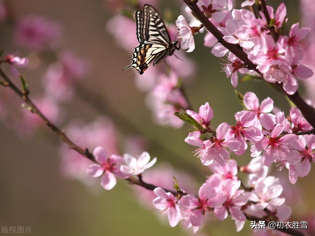 仲春诗词古句大全（清新仲春诗词六首）