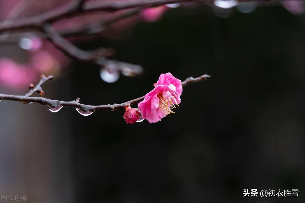 梅花诗词古句精选（春寒梅花诗词七首推荐）