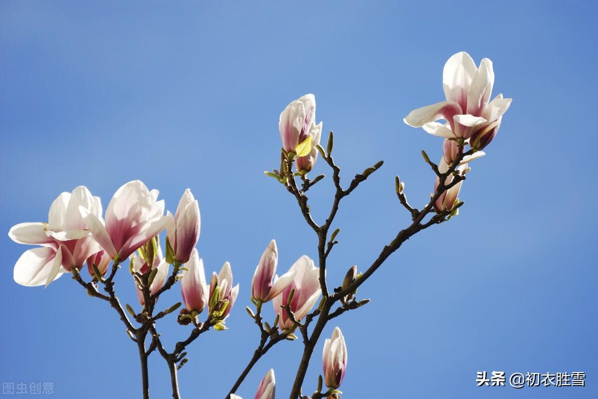 早春经典诗词大全（木笔初开三两枝，万花国里写春心）