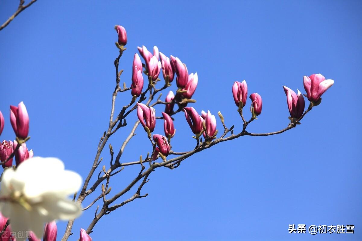 早春经典诗词大全（木笔初开三两枝，万花国里写春心）