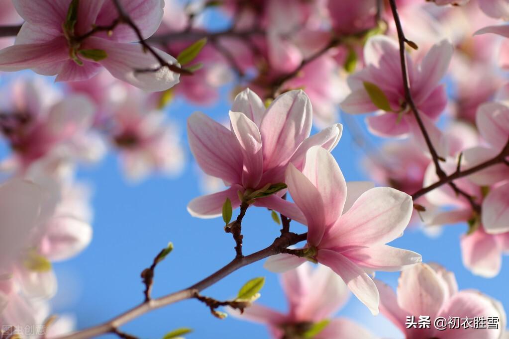 早春经典诗词大全（木笔初开三两枝，万花国里写春心）