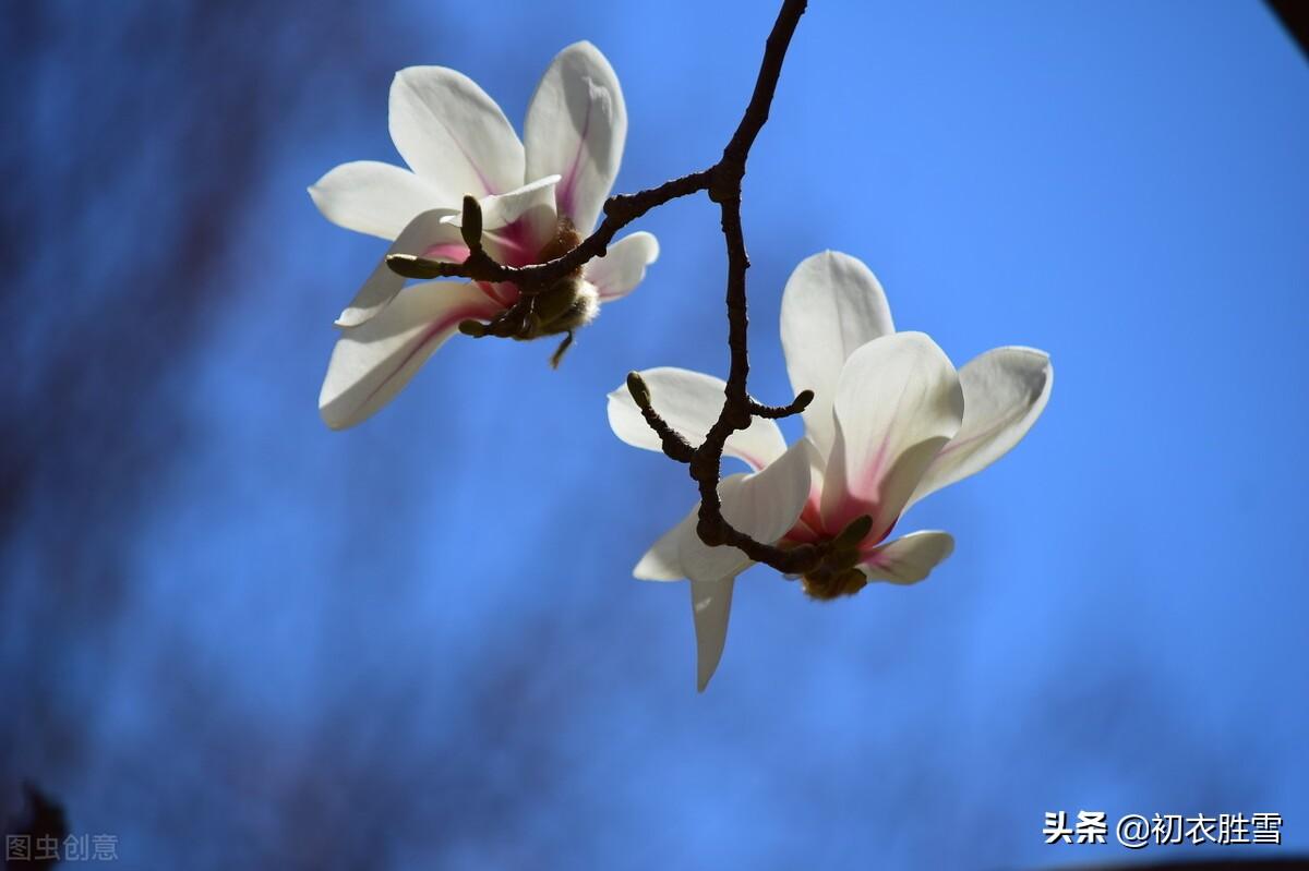 早春经典诗词大全（木笔初开三两枝，万花国里写春心）