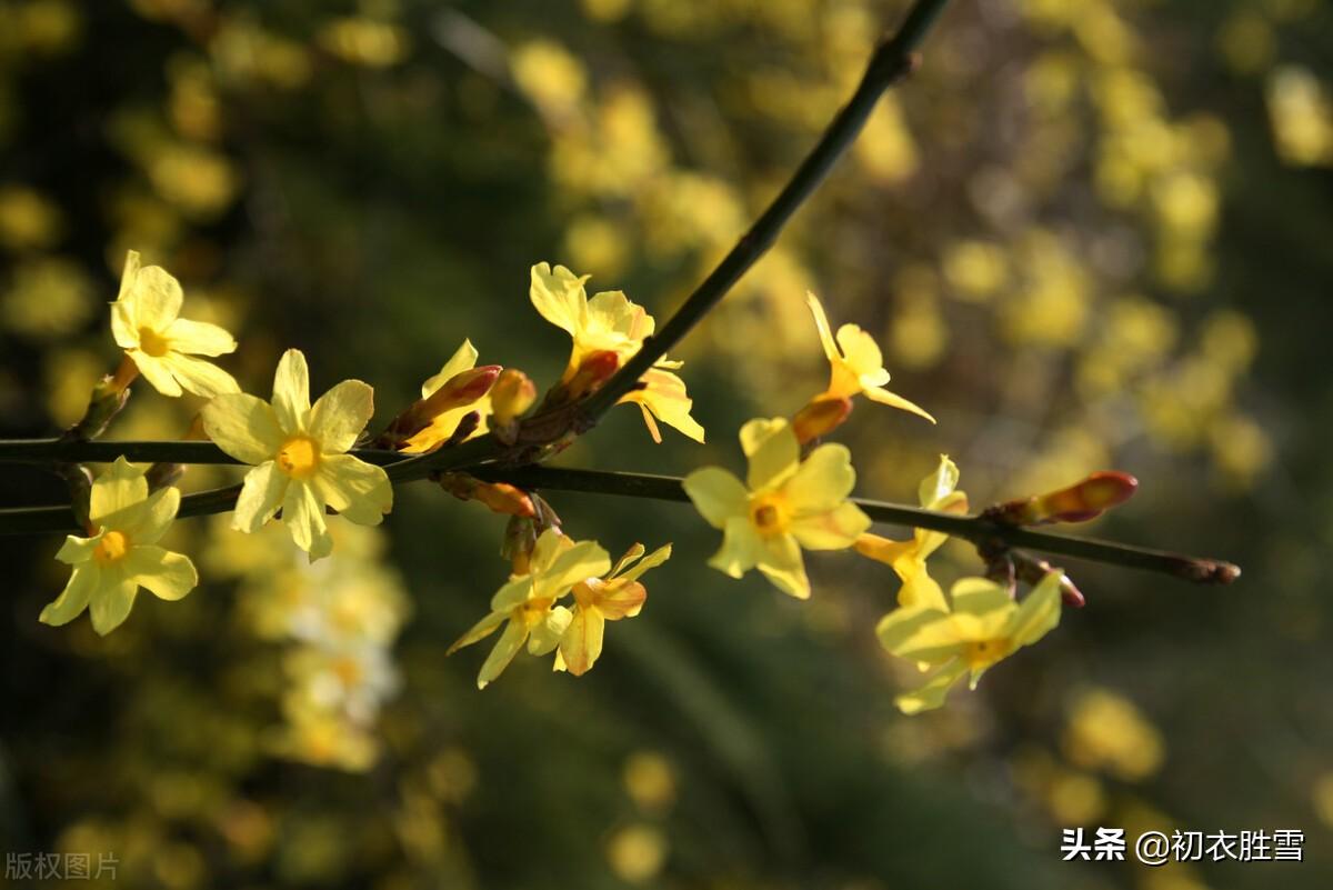 迎春花唯美古诗句鉴赏（早春迎春花唯美诗词七首）