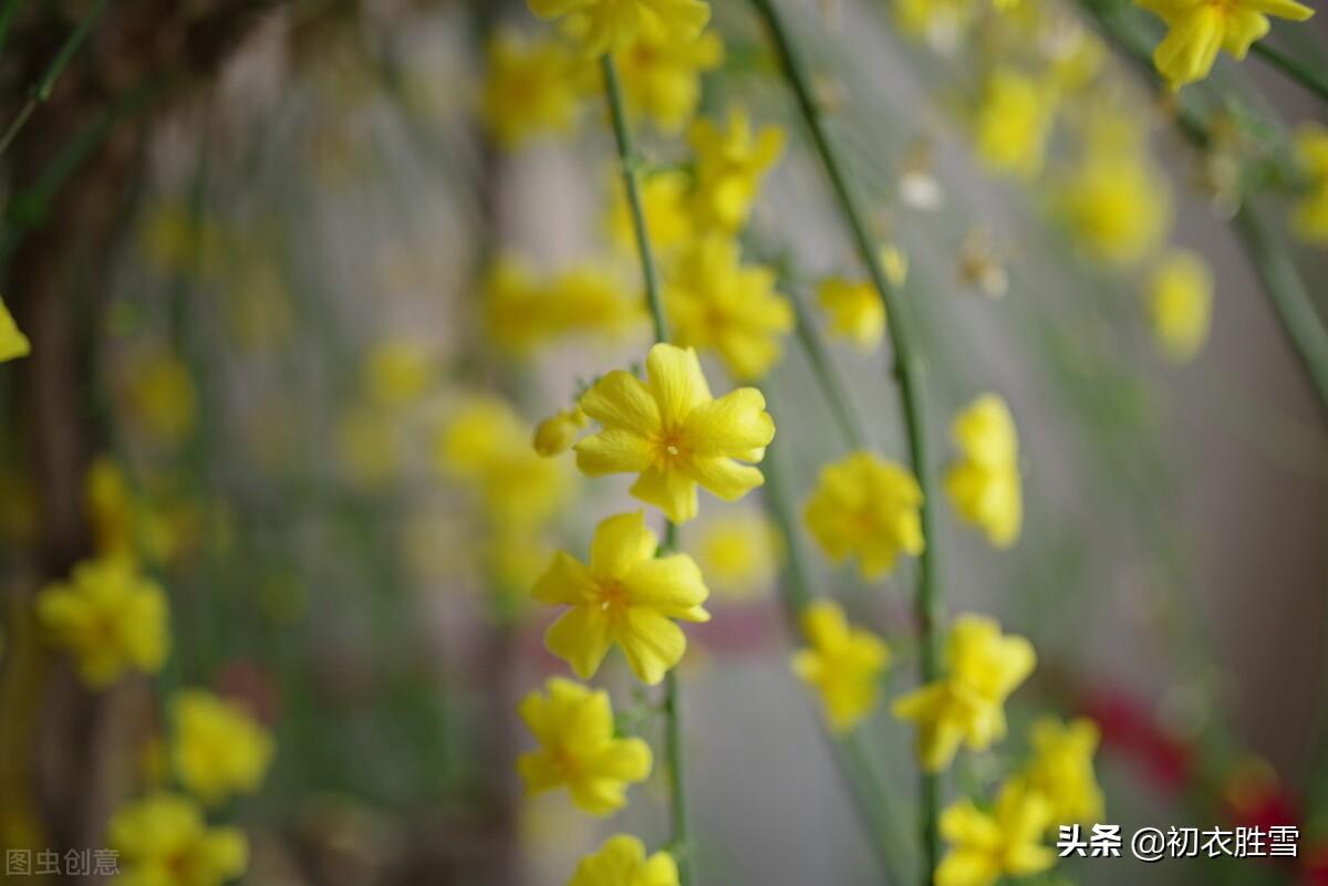 迎春花唯美古诗句鉴赏（早春迎春花唯美诗词七首）