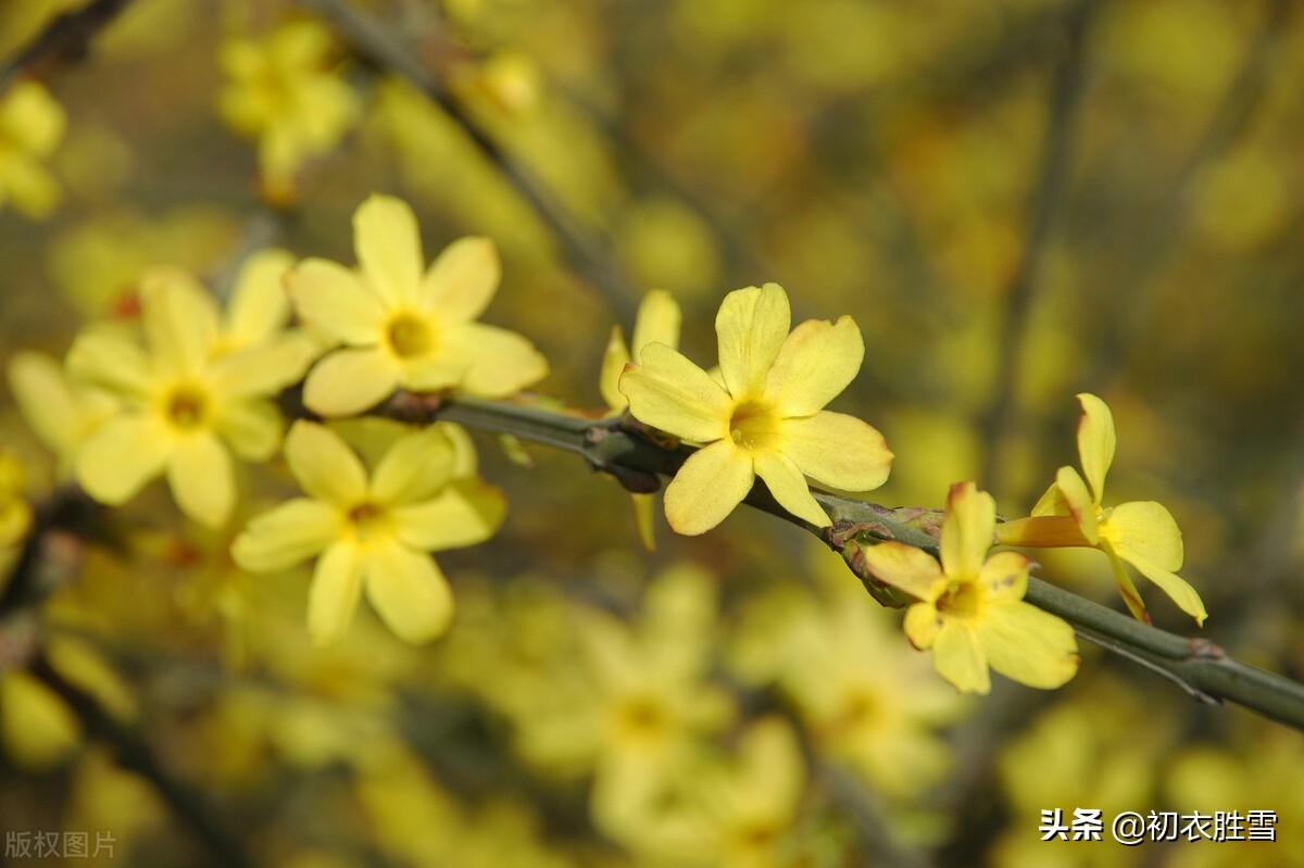 迎春花唯美古诗句鉴赏（早春迎春花唯美诗词七首）