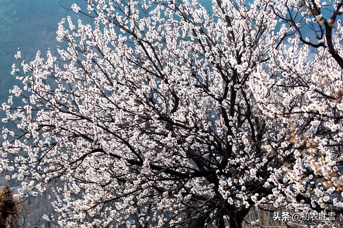 早春樱桃花七首古诗词（樱桃千万枝，照耀如雪天）