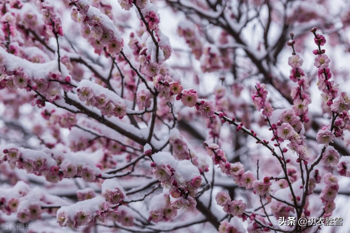 梅花腊雪唯美古诗（报春梅花诗词六则）