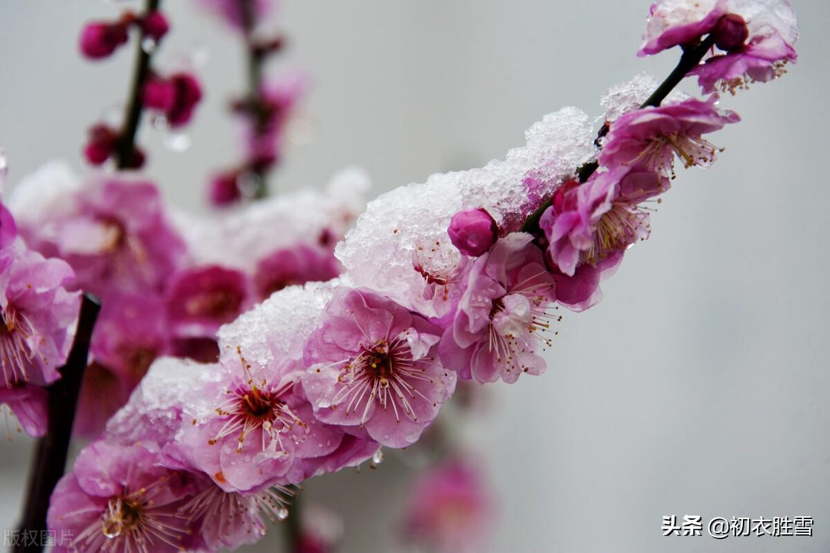 赞美雪梅诗词七首赏析（雪里梅花春信息，冒雪寒梅春信传）