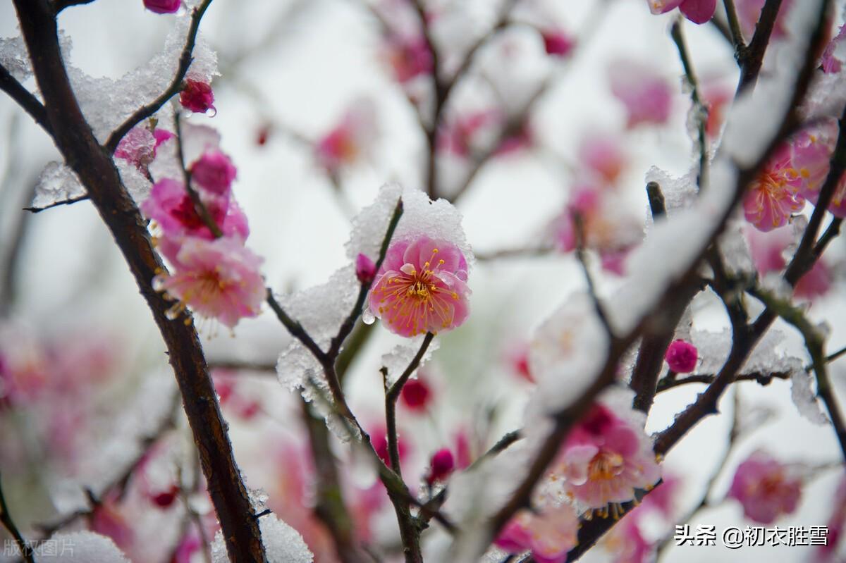 赞美雪梅诗词七首赏析（雪里梅花春信息，冒雪寒梅春信传）