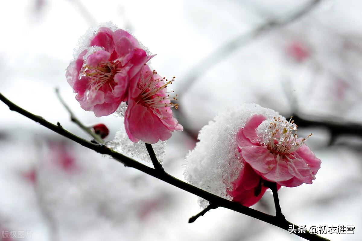 赞美雪梅诗词七首赏析（雪里梅花春信息，冒雪寒梅春信传）