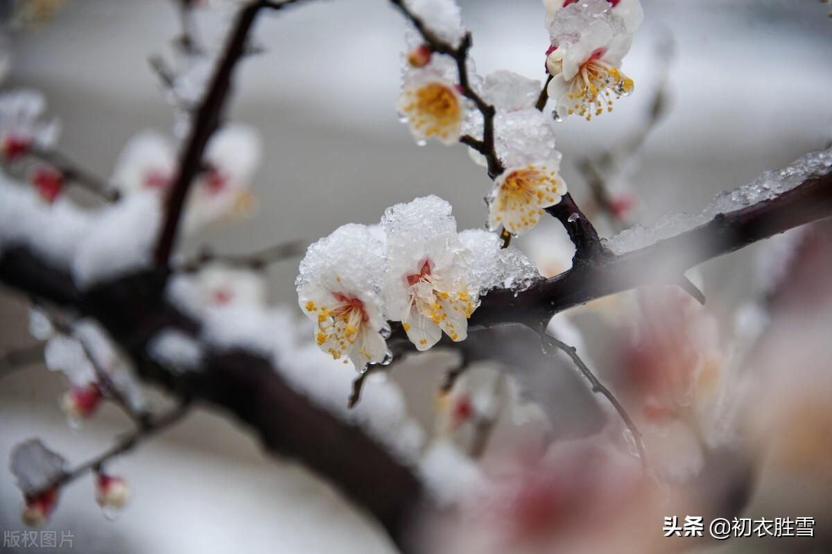 梅花唯美古诗大全（腊雪梅花经典古诗五首）