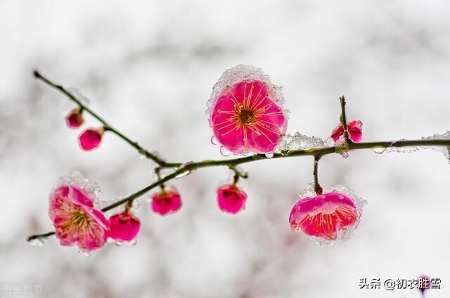 梅花唯美古诗大全（腊雪梅花经典古诗五首）