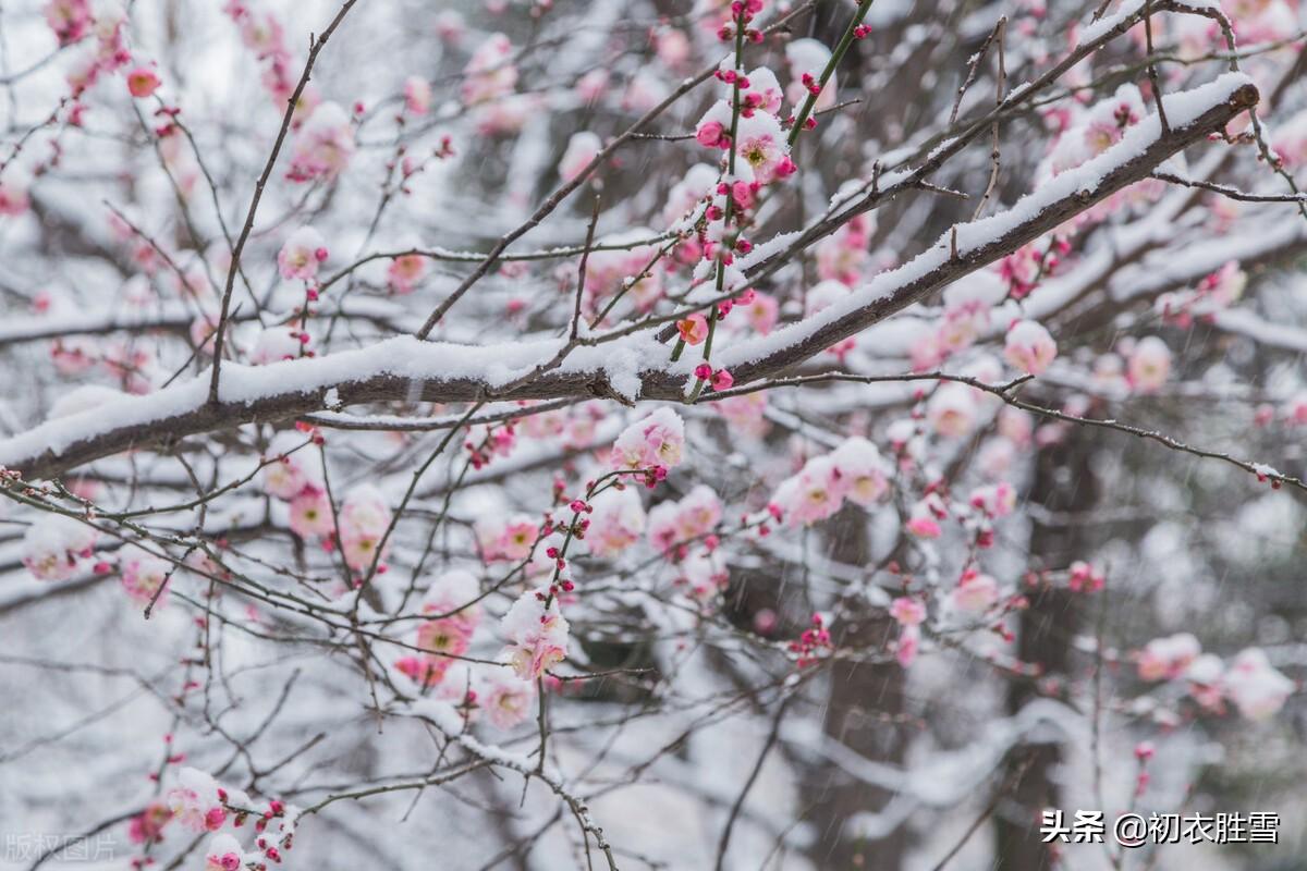 梅花腊月经典诗词（高启梅花三首诗赏）