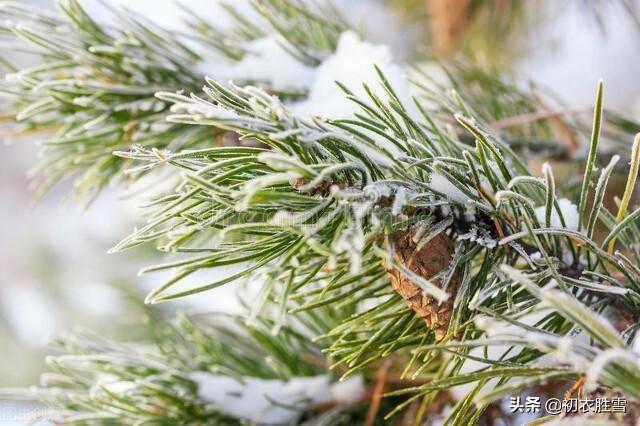 岁寒三友古诗七首（合成松竹梅三友，历尽冰霜雪一身）