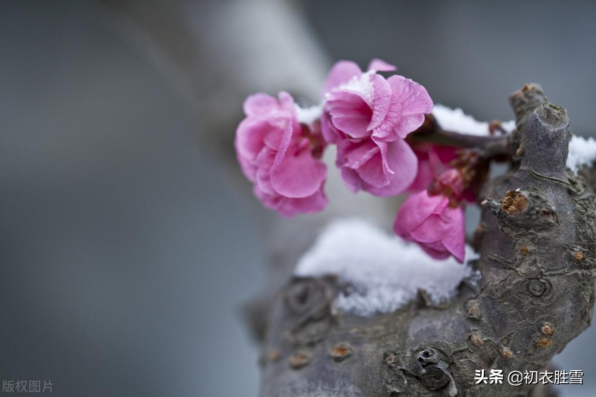 岁寒三友古诗七首（合成松竹梅三友，历尽冰霜雪一身）