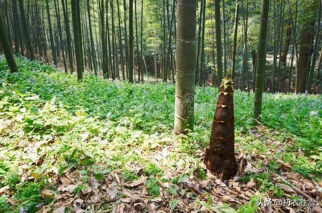 食笋经典古诗七首（春笋满山谷，此味常不足）