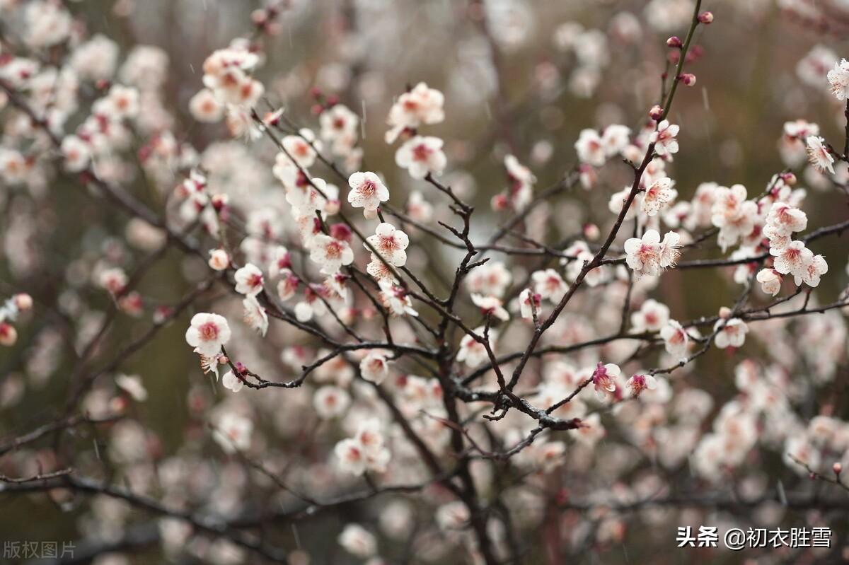 梅花白露经典诗词（梅花经典诗词三首）