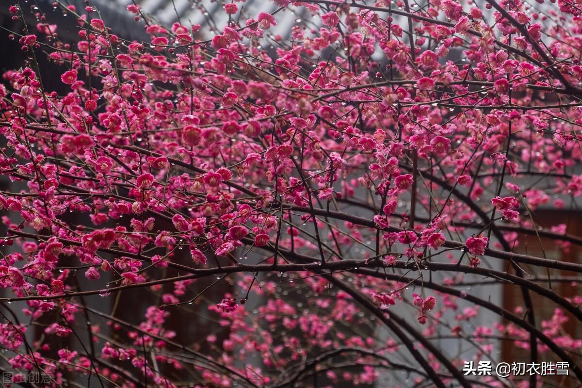 梅花白露经典诗词（梅花经典诗词三首）