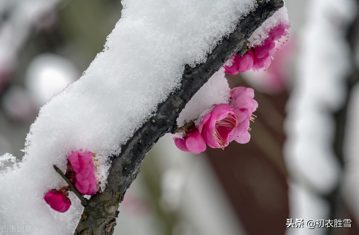 梅花白露经典诗词（梅花经典诗词三首）