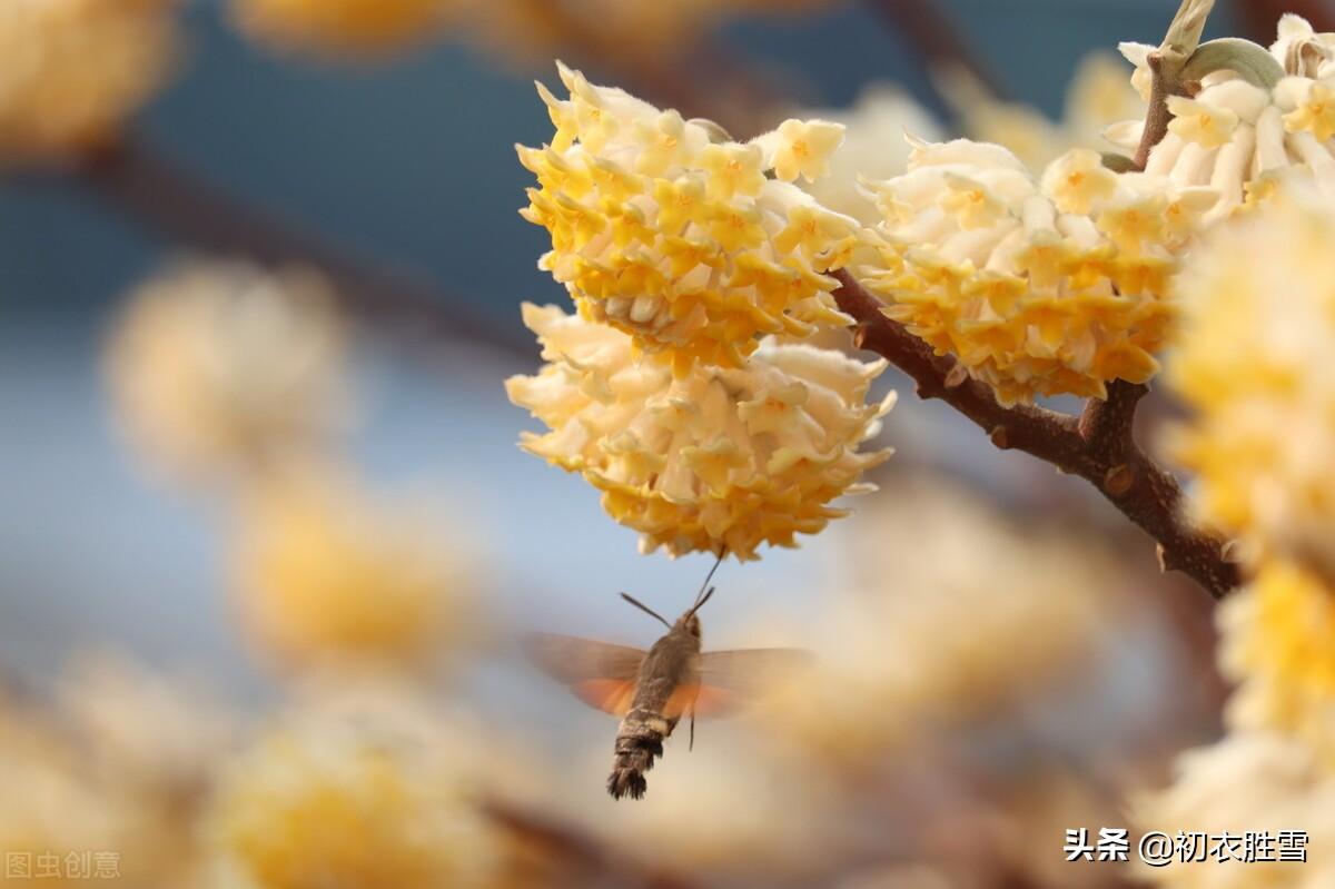 晚冬瑞香诗词五首（牡丹空国色，桂子自天香）