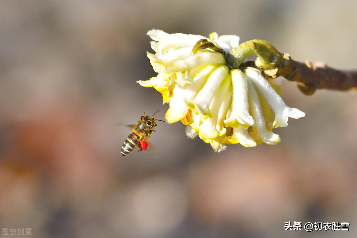 晚冬瑞香诗词五首（牡丹空国色，桂子自天香）