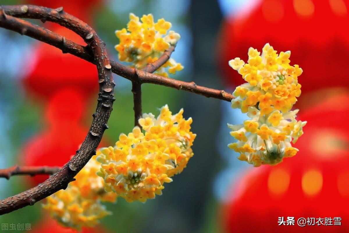 晚冬瑞香诗词五首（牡丹空国色，桂子自天香）