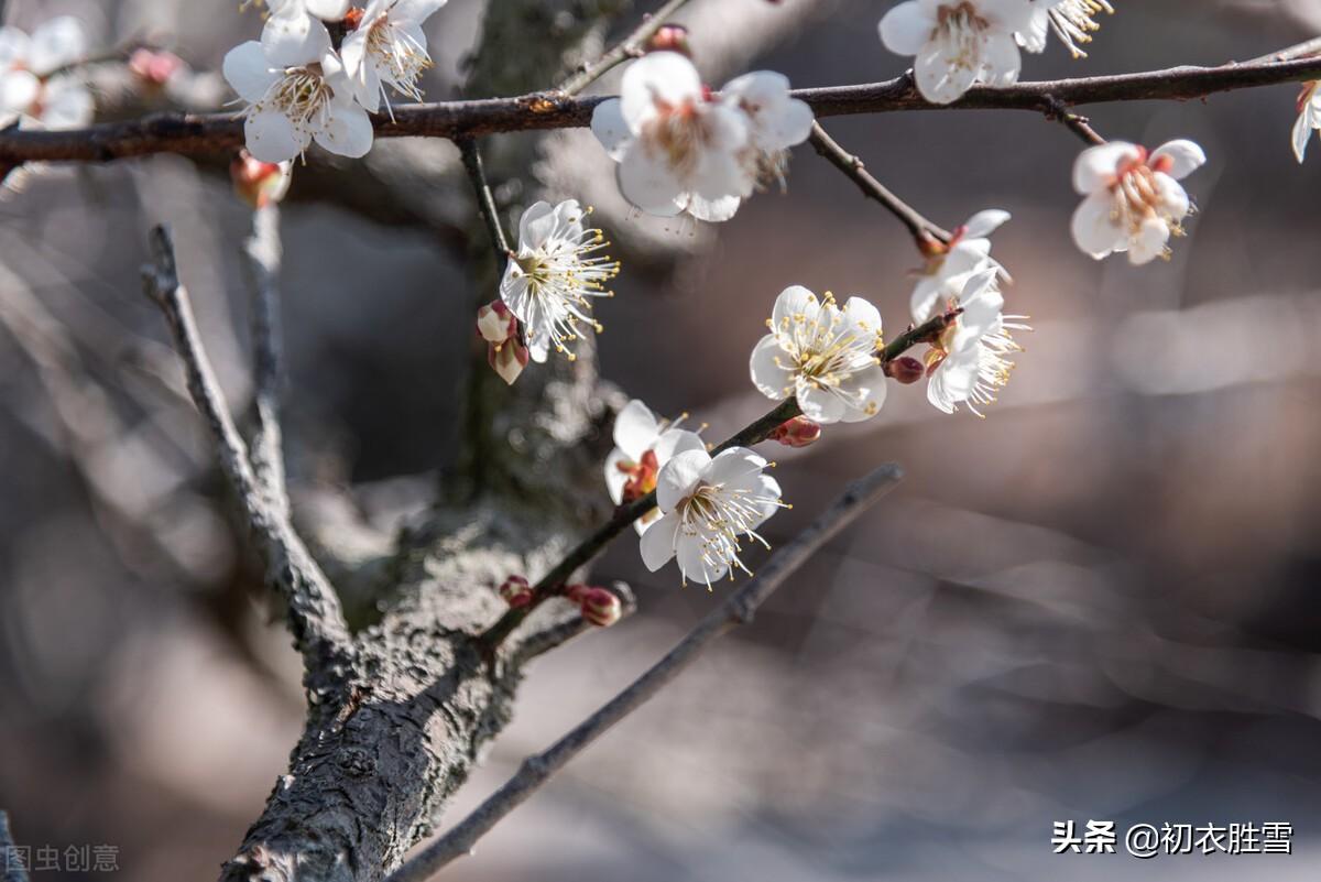 梅花立春经典诗词（韩偓深冬梅花三首）