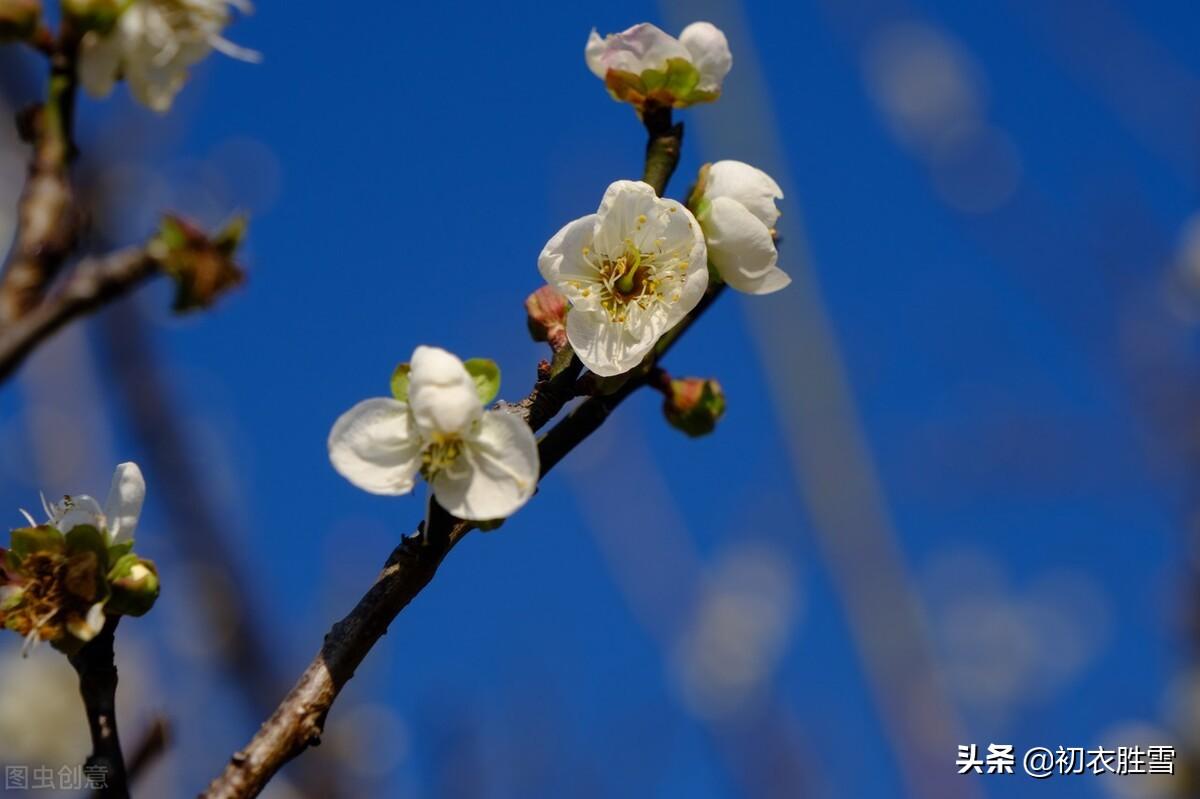 梅花立春经典诗词（韩偓深冬梅花三首）