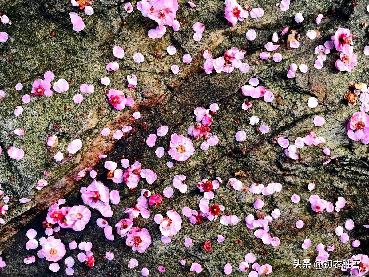 苏东坡梅花五首赏析（冷烟湿雪梅花在，笑时犹带岭梅香）