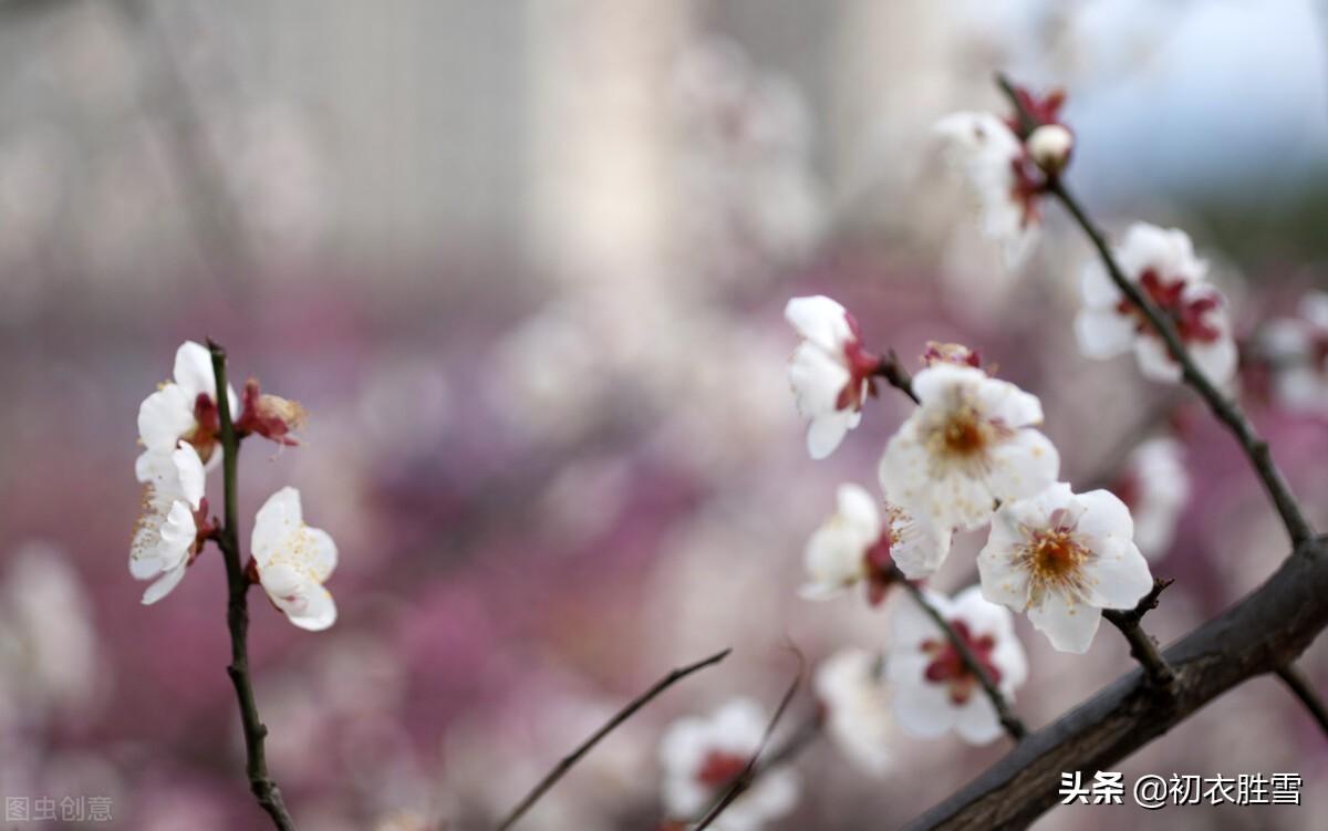 腊月春前梅花诗五首（腊后春前芳信密，要看溪上千株雪）