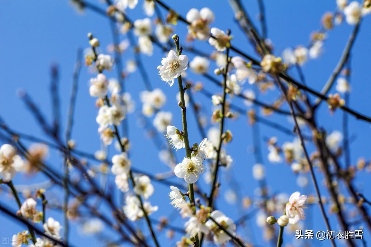 腊日梅花优美诗词七首（冲风迎腊日，梅有犯寒枝）