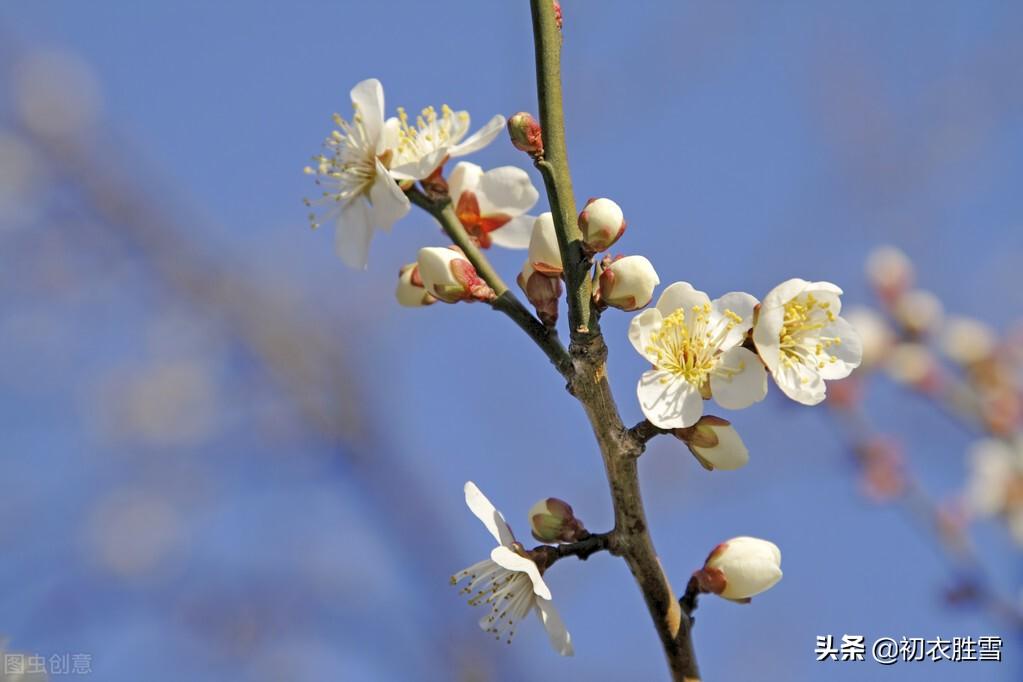 花信风之梅信古诗六首赏析（腊酒正春梅信来，梅信先春到玉堂）