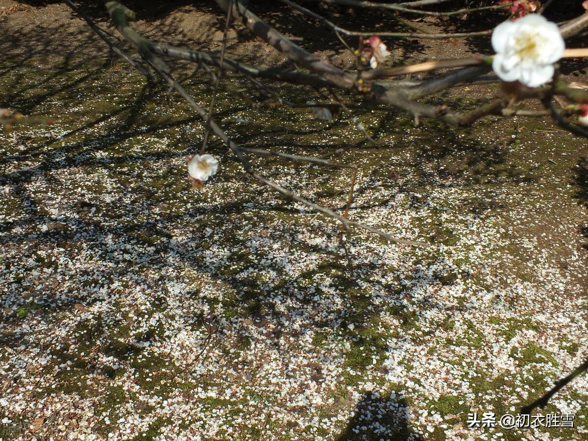 苏轼梅花六首古诗（小寒初度梅花岭，青松盈尺间香梅）